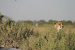 Cheetah one of three focus's on his prey at 150 meters: female Kudu.
