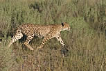 Prelude to speed...1 of three male Cheetahs in pursuit of a female Kudo 
