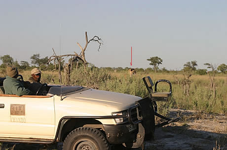 (whisper) CHEETAH! at your 9 o'clock 6 feet   --Quick, lose the 300mm lense and mount the 28-105mm….Kwando Lebala, Botswana -safaris by vacationtechnician.com