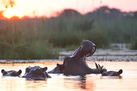 Hippos at Sunset Okavanga Delta, Botswana by vacationtechnician.com
