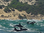 Dolphins, seals, penguins are just a part of the prolific sea life along the South African Coast.
