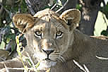 8 month old Lion cub, Kwando Lagoon Camp 