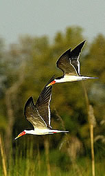 Botswana's Okavango Delta needs little introduction when discussing prime birding destinations in southern Africa.