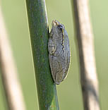 A gem-like painted reed frog -only 5 cm long. Okavanga Delta Botswana with vacationtechnician.com