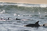 Plettenberg Bay -Dolphins, Seals, Sea Birds and Great White Shark Diving ..Ocean Safaris with vacationtechnician.com