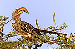 Close on 550 bird species have been recorded in the national park, and birders can be certain of ticking three Tanzania endemics: the grey-rumped spurfowl, Fischer's lovebird and rufous-tailed weaver.