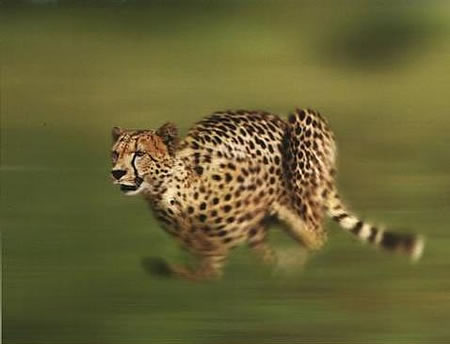 Cheetah's are the fastest animals in the world.