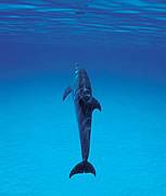 Soul Safaris Dolphin Swim