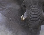 Elephant Back Safaris with vacationtechnician.com
