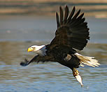 Baringo is a birdwatcher's paradise and 450 bird species have been identified.