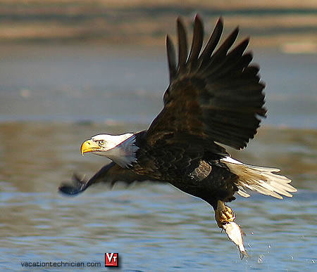 In a typical catch the eagle swoops down low over the surface of the water, throws its talons forward, and deftly snatches up a fish.
