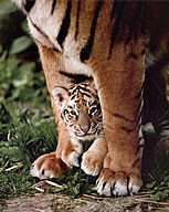 India Tiger Safaris with vacationtechnician.com