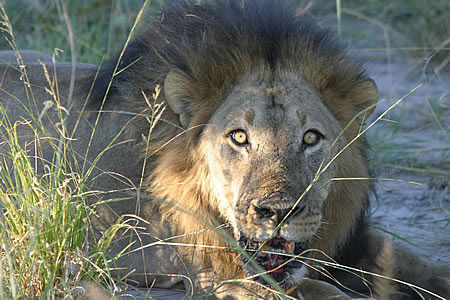This angry Lion gave us all a bit of a scare with his low voice and piercing gaze at the Kwando concession Botswana -vacationtechnician.com