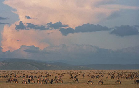 The Serengeti, today a World Heritage Site and an International Biosphere Reserve, was proclaimed in 1951 as Tanzania's first national park. The Masai Mara dates to three years earlier, although at the time it occupied only 500 square kilometres and was expanded to its current size in 1961 in an effort to control trophy hunting and poaching.