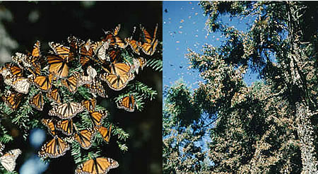 The Amazing Migration of 300 Million Butterflies! Tracking, Observing and Photographing Monarch Butterflies in Mexico's Highlands.