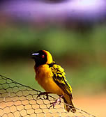 Uganda: more than a thousand species of birds. vacationtechnician.com Uganda Birding Safaris