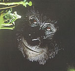 In contrast to the six billion human beings living on our crowded planet, there are only six hundred Mountain Gorillas (Gorilla Gorilla Berengei) left in the forgotten forests of central Africa. vacationtechnician.com Uganda Gorilla tracking safaris.