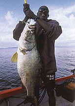 70 kilo catches, all in a days angling with vacationtechnician Uganda Fishing Safaris