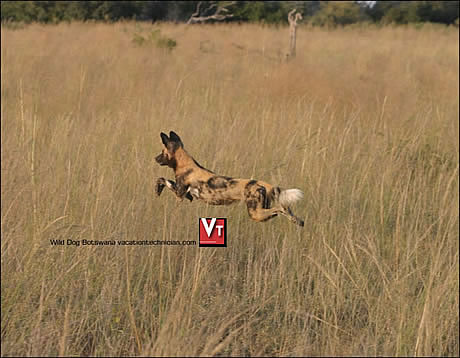 Endangered and Exciting. African Wild Dogs of Botswana