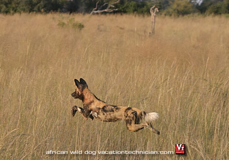 Wild dogs were reintroduced some 13 years ago, and as one of Africa's most endangered carnivores, these enjoy a high conservation priority in the park.
