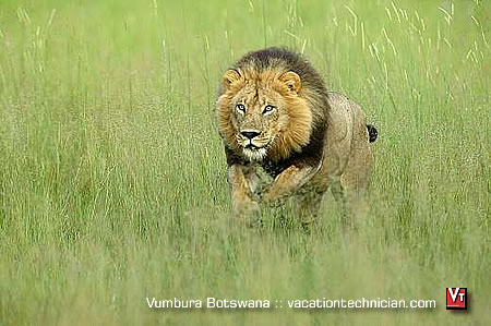 The Vumbura Botswana Hyena Incident with vacationtechnician.com